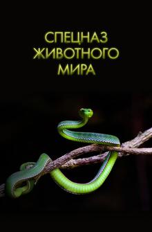 Спецназ животного мира Спецназ животного мира